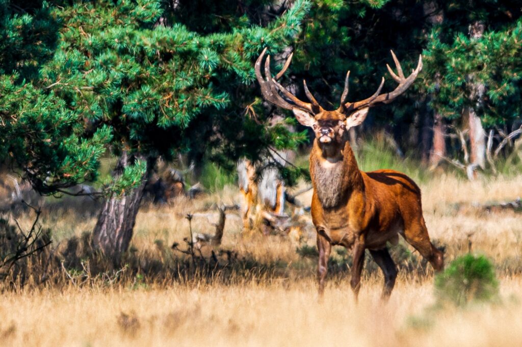 Wildlife