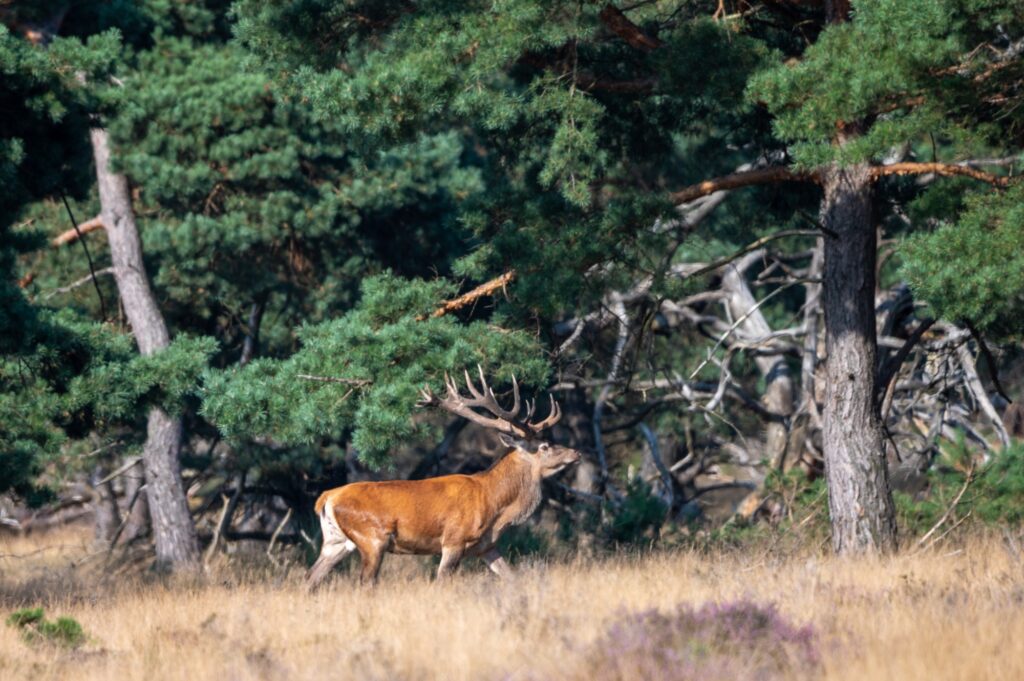 Wildlife