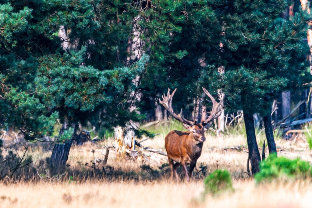 Wildlife