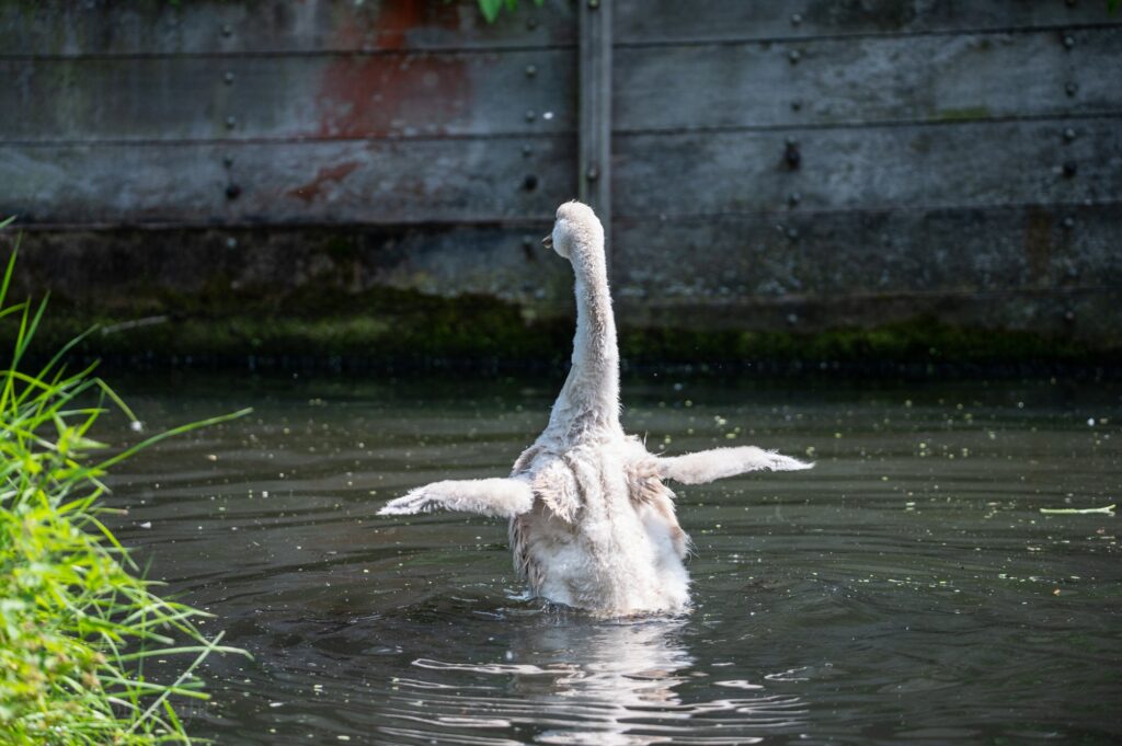 Kleine vleugels, grote dromen.