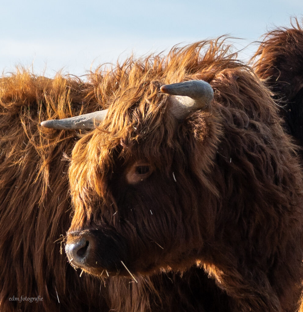 Schotse hooglander