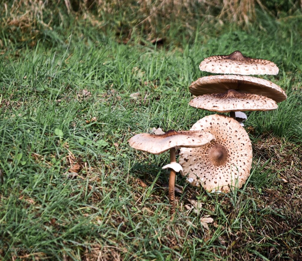 Grote parasolzwammen.