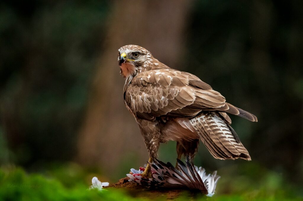 Buizerd met zijn prooi.