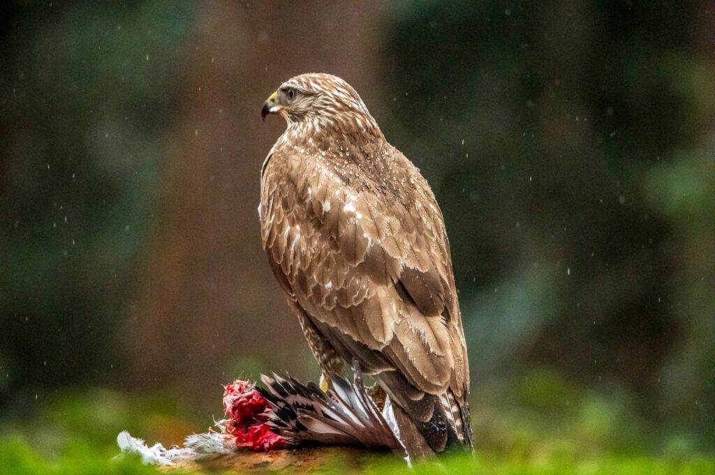 Buizerd met zijn prooi.