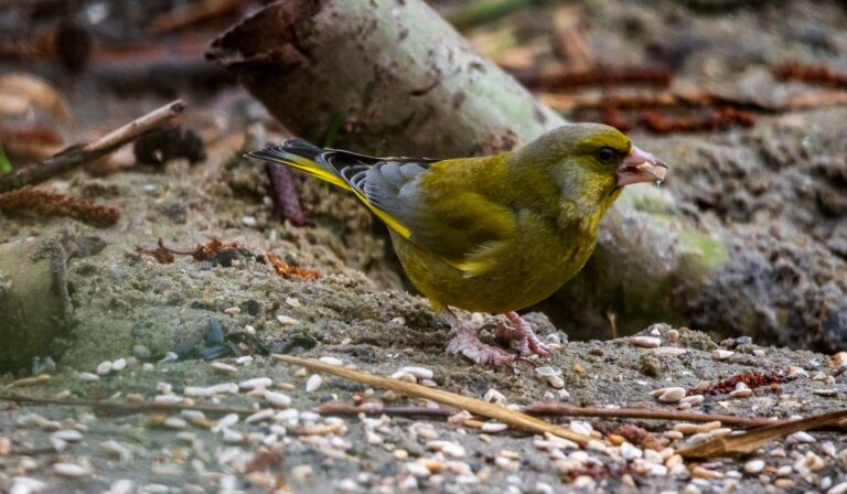 Vogelhut Jacobs Wiel, Bleskensgraaf