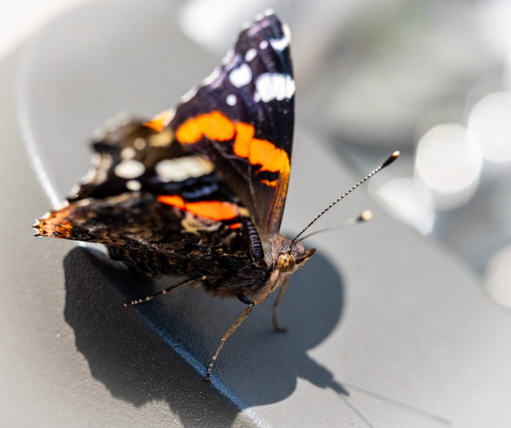 EDM Fotografie – Natuur, mensen en plekken met een verhaal