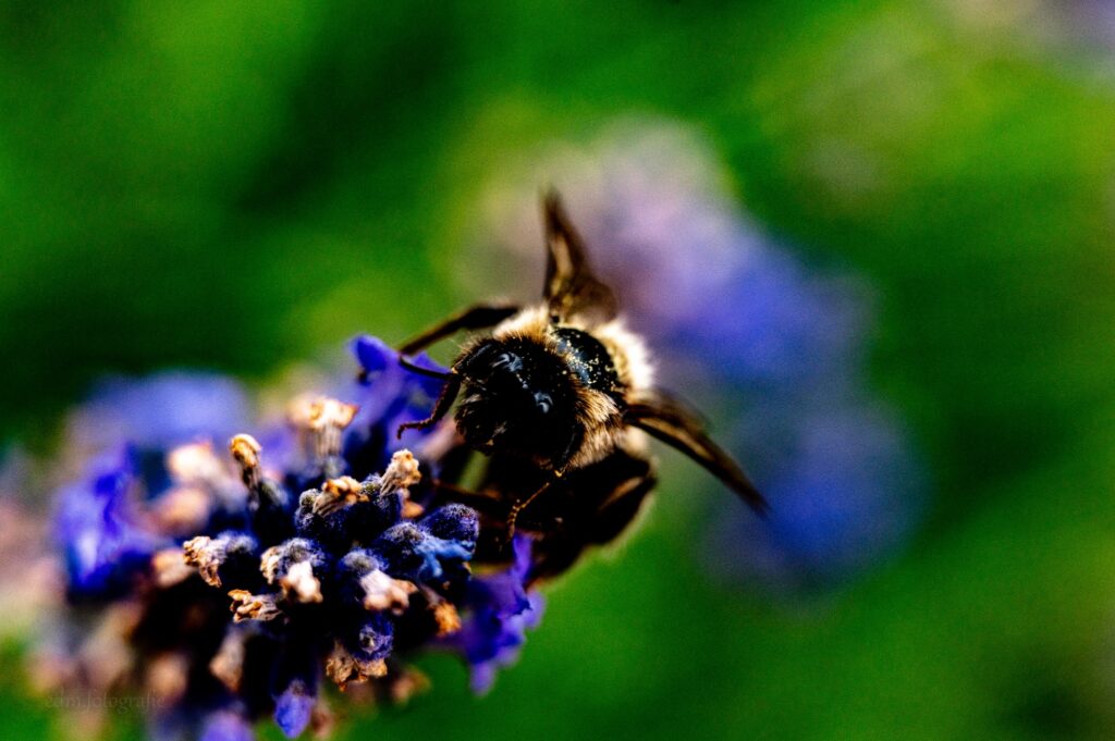 Hommel tussen de lavendel.