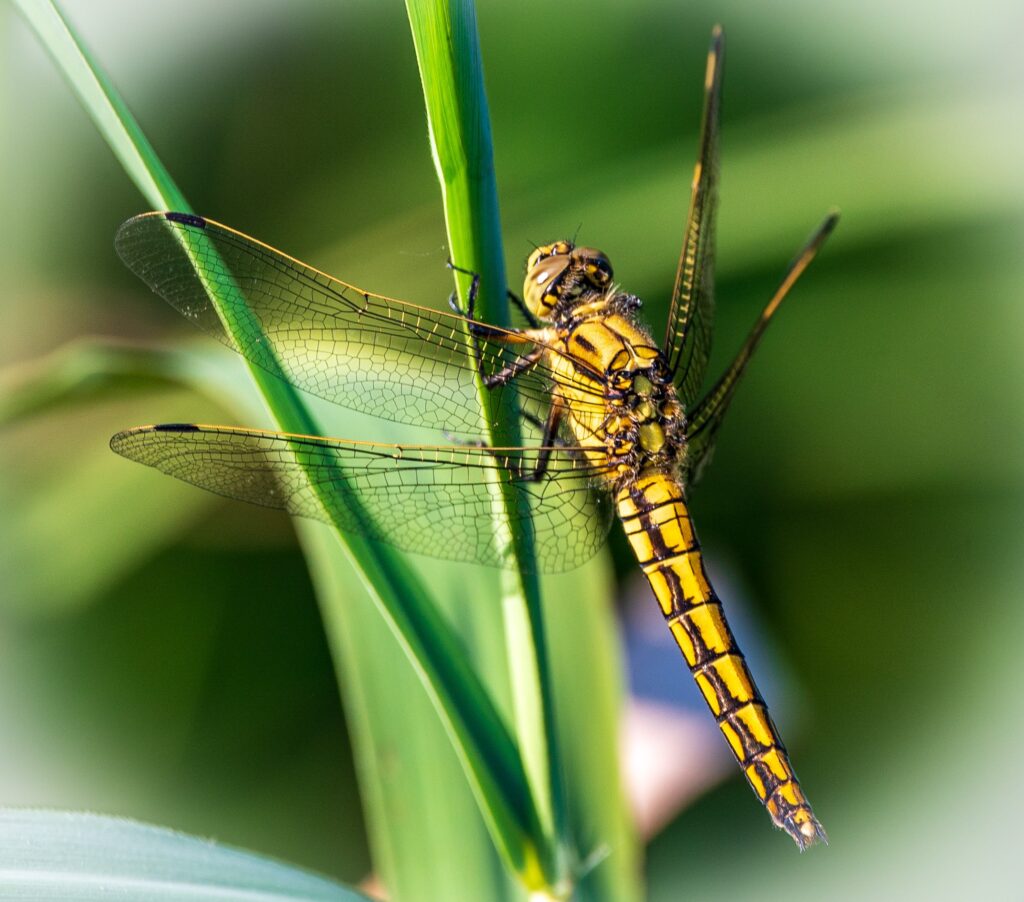 EDM Fotografie – Natuur, mensen en plekken met een verhaal