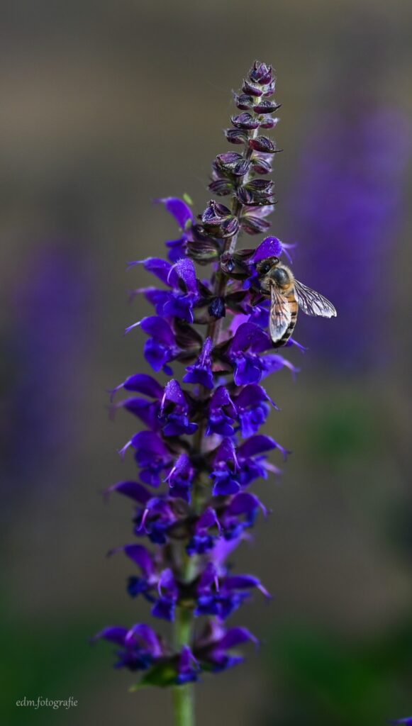 EDM Fotografie – Natuur, mensen en plekken met een verhaal