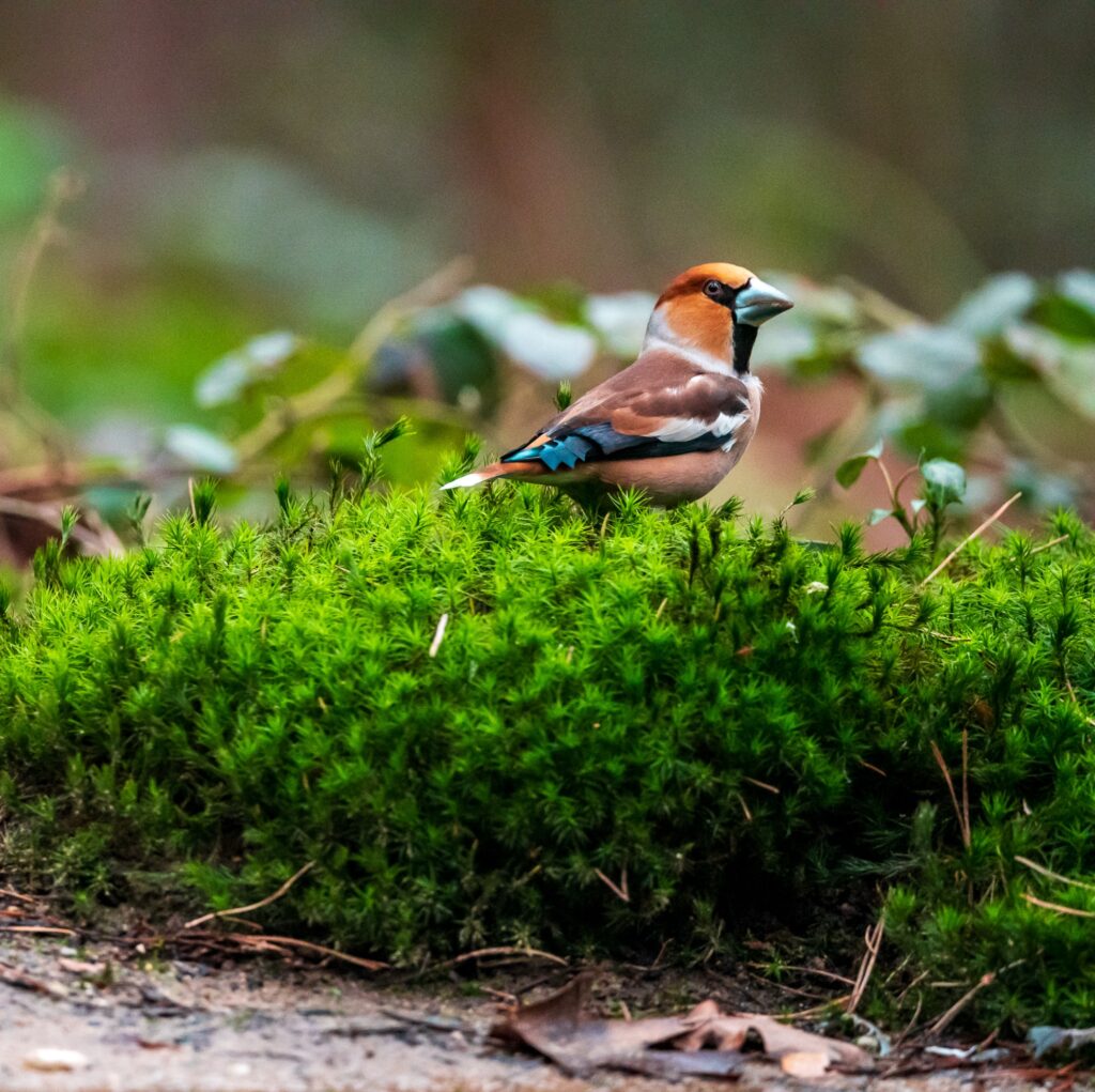 Mooi gekleurde appelvink