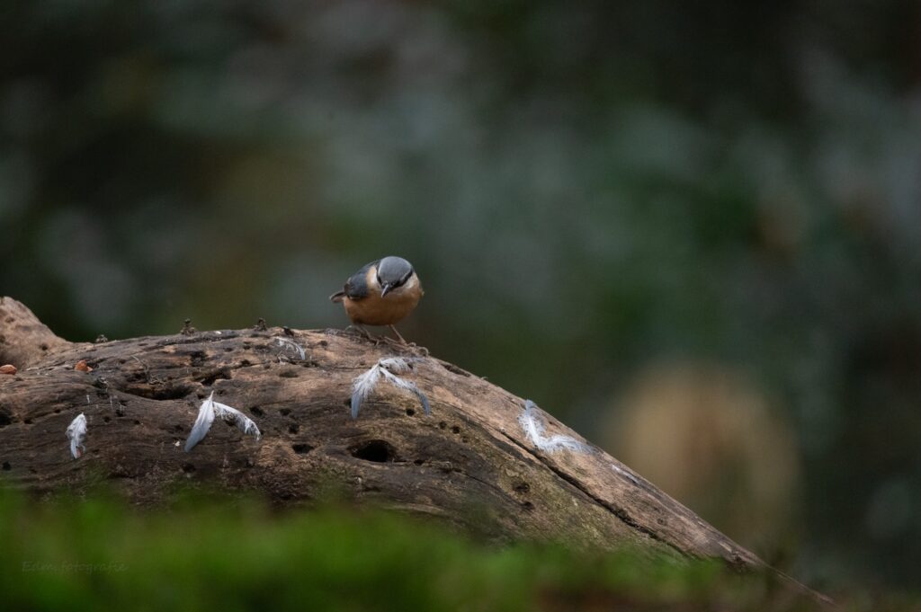 Eindelijk op de foto kunnen zetten, wat een bewegelijke vogel.