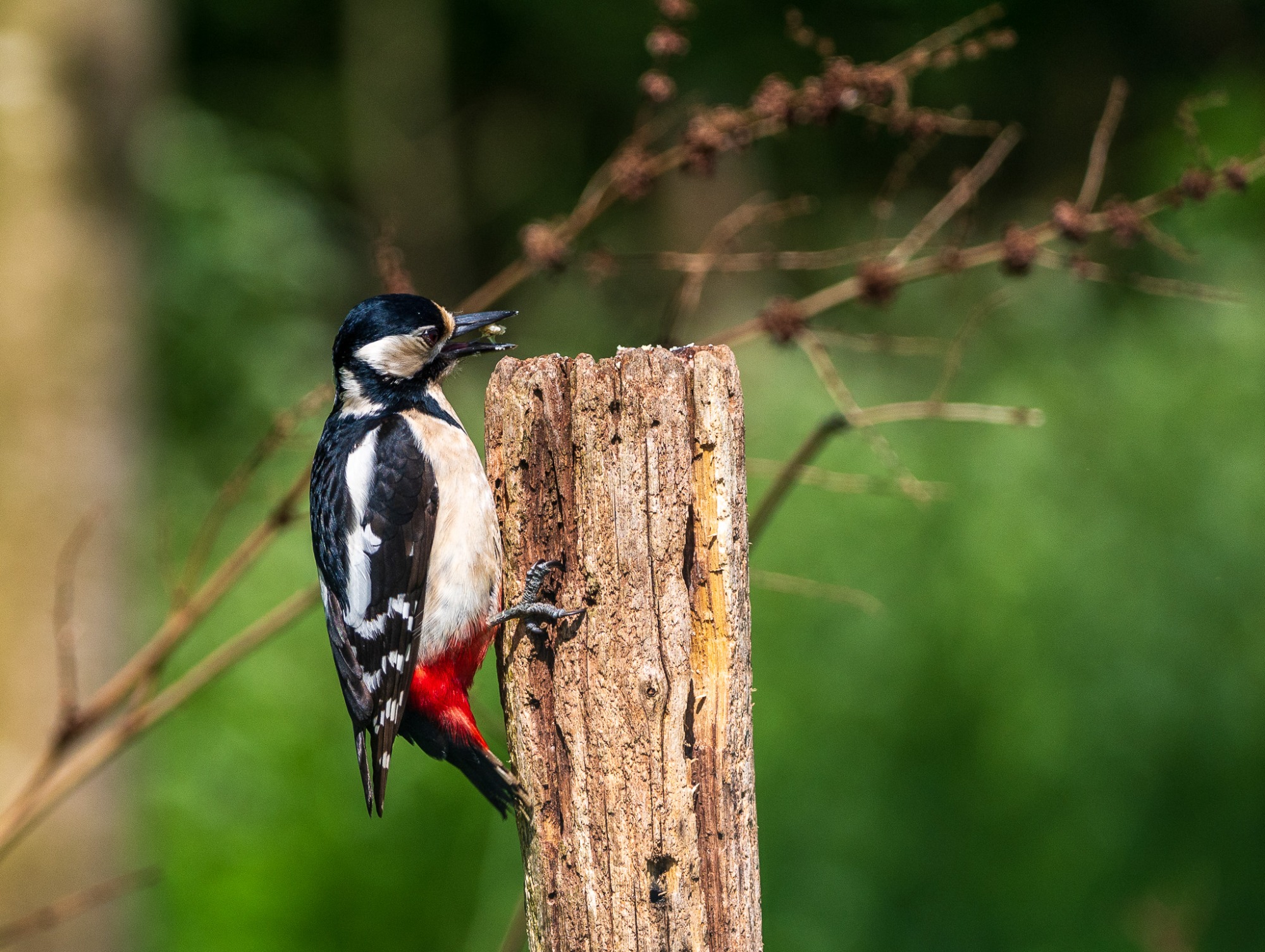 Bonte specht op een paal