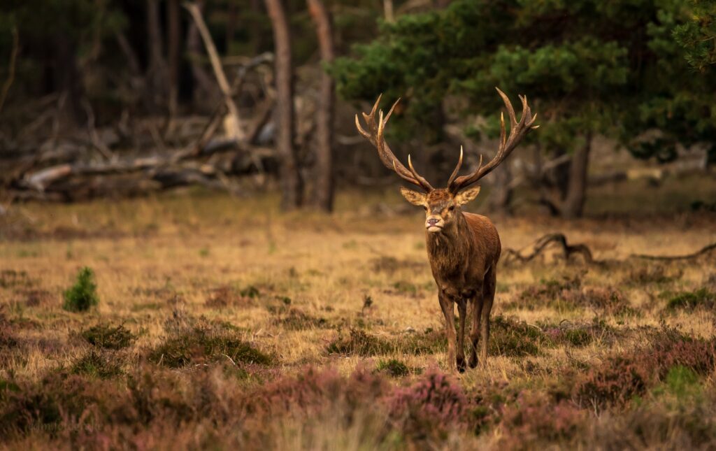 EDM Fotografie – Natuur, mensen en plekken met een verhaal