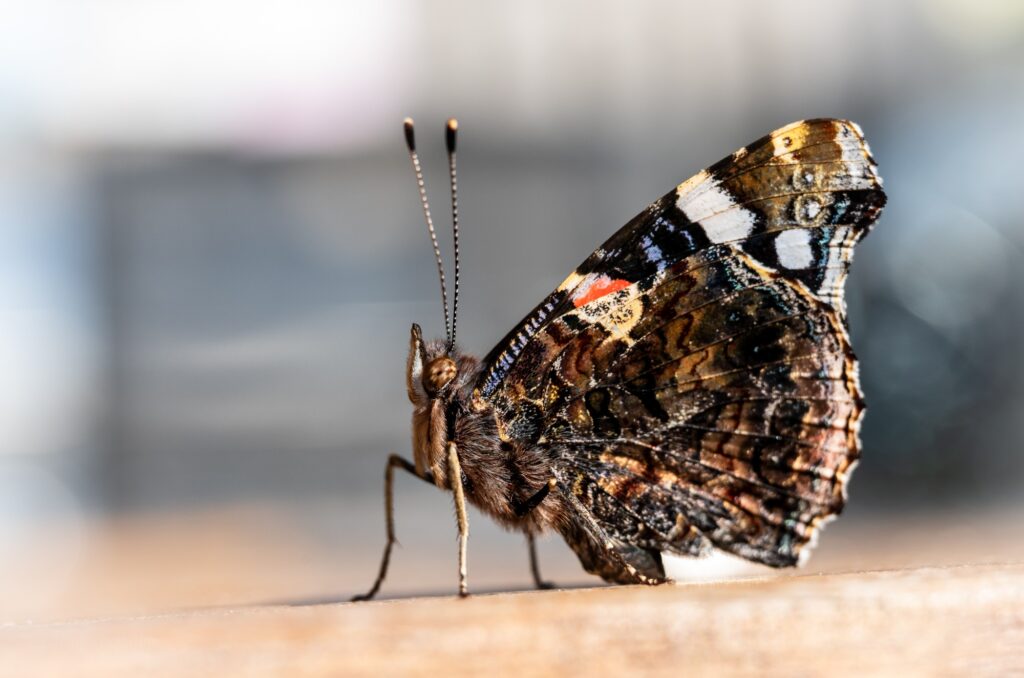 Vlinder in de tuin.