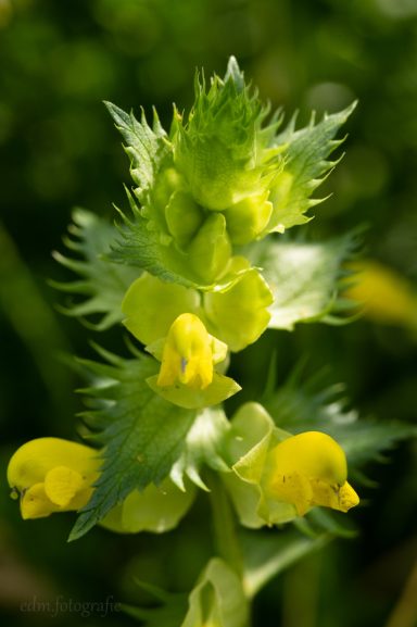 EDM Fotografie – Natuur, mensen en plekken met een verhaal