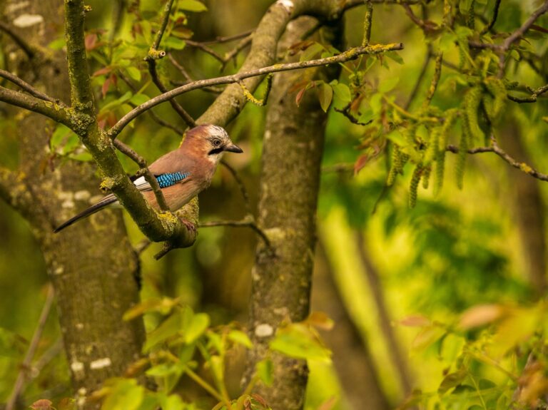 Hutfotografie: zo begon het