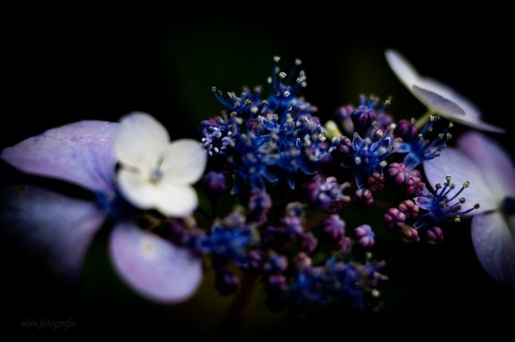 EDM Fotografie – Natuur, mensen en plekken met een verhaal