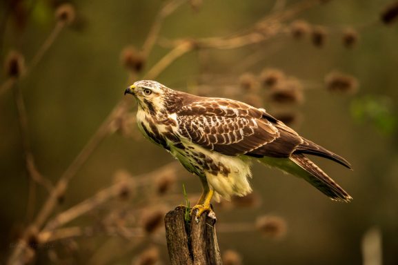 Een bruine roofvogel staat op een houtblok met een onscherpe achtergrond van takken.