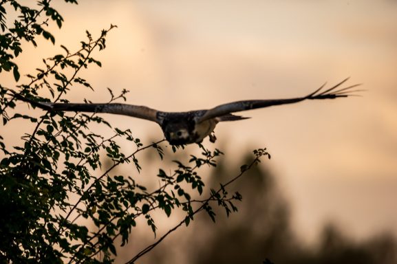 Een vliegende vogel met uitgespreide vleugels boven takken, met een zachte achtergrond.