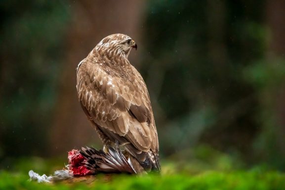 Buizerd in de regen