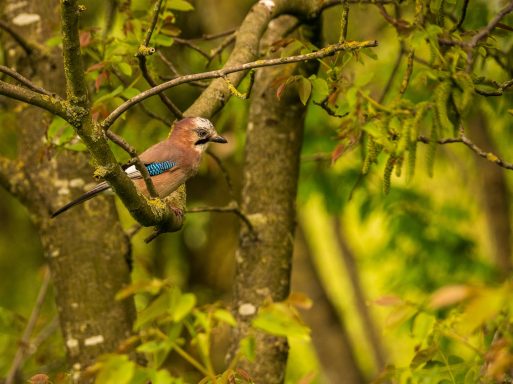 Vlaamse Gaai verscholen tussen het groen