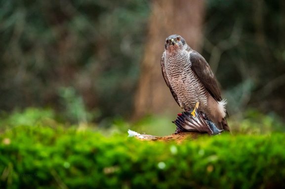 Havik staat op een tak met omgevingsgroen op de achtergrond.
