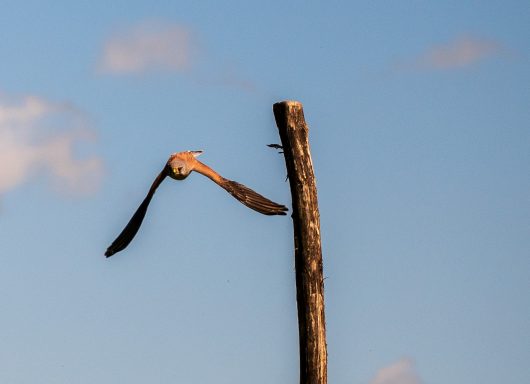 Torenvalk in volle vlucht.