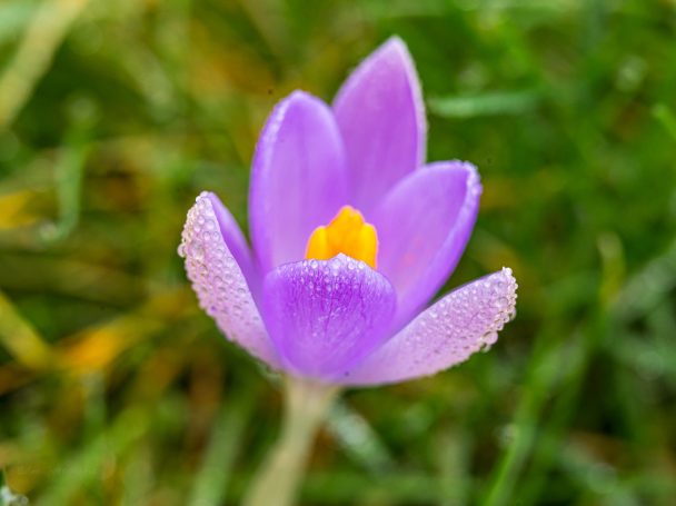Paarse krokus met een gele stamper, omringd door groene grassprieten.