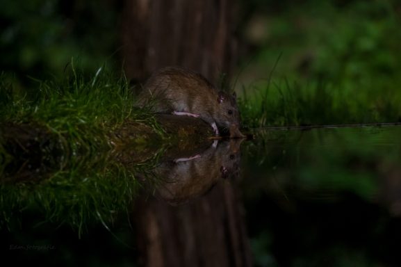 Een klein dier weerspiegeld in stil water omringd door groene vegetatie.