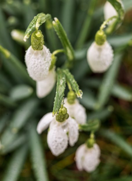 Sneeuwklokjes met witte bloemblaadjes en groene stelen, groeiend uit groene bladeren.