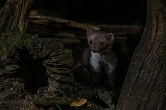Een marder staat tussen takken en een boomstam, in een donkere omgeving.