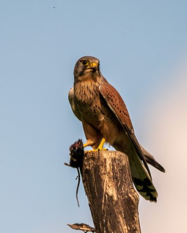 Buizerd met zijn buit.