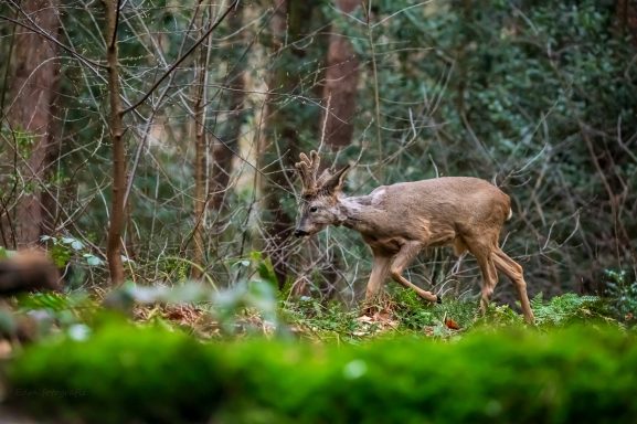 Een ree loopt door een bosrijke omgeving met groene mosbedekking.