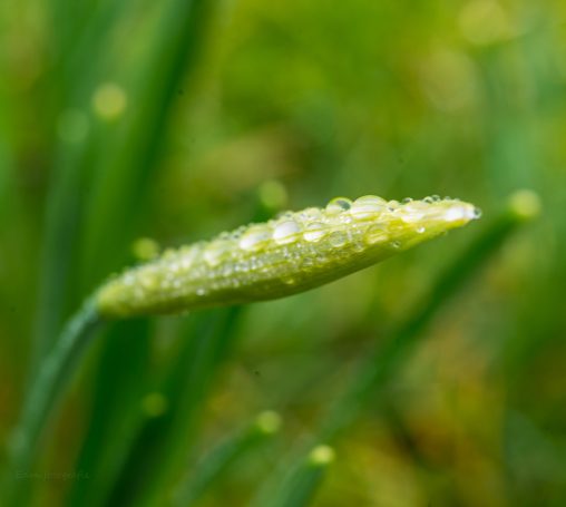 De nu nog groene kelk van een narcis.
