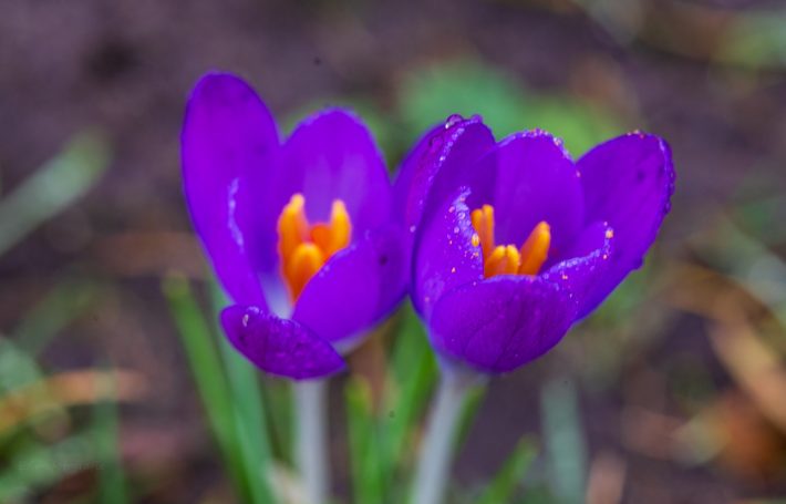 Twee paarse krokussen met oranje meeldraden in groene achtergrond.