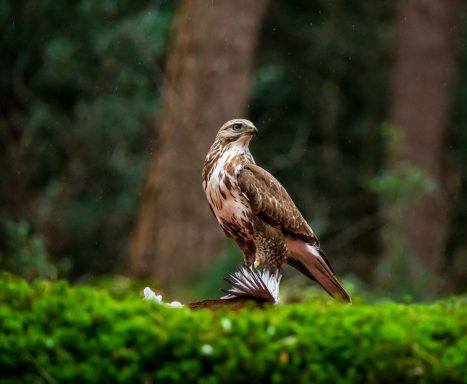 Een roofvogel zit op een tak, omringd door groene bladeren en bomen.
