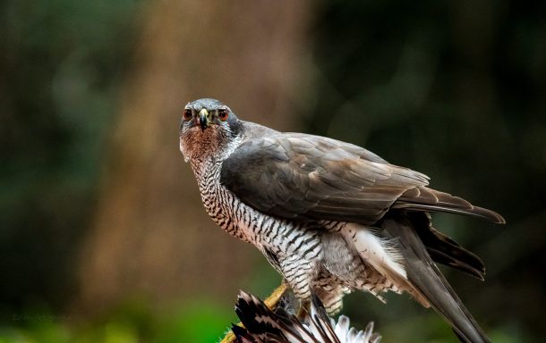 Havik met scherpe ogen en veren in grijstinten, zittend op een tak.