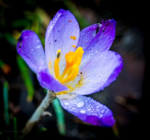 Paars-witte krokus met gele stamper, bedekt met dauwdruppels.