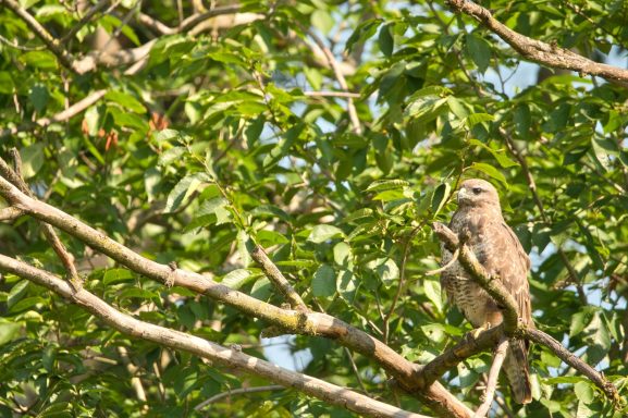 Buizerd in de verte.