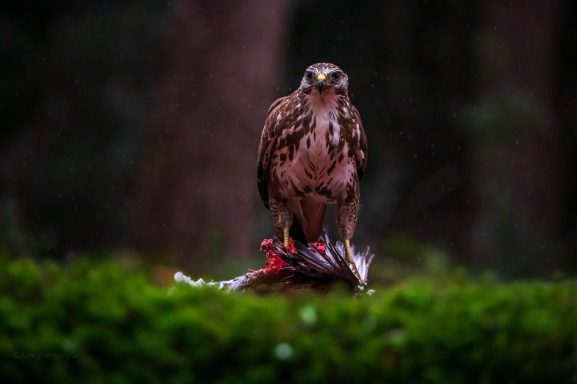 Buizerd waakt over zijn prooi