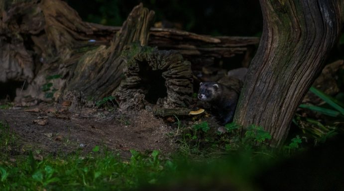 De bunzing laat zich voorzichtig zien