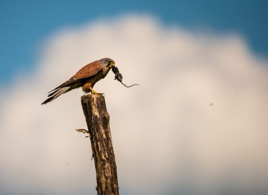 Buizerd met zijn prooi