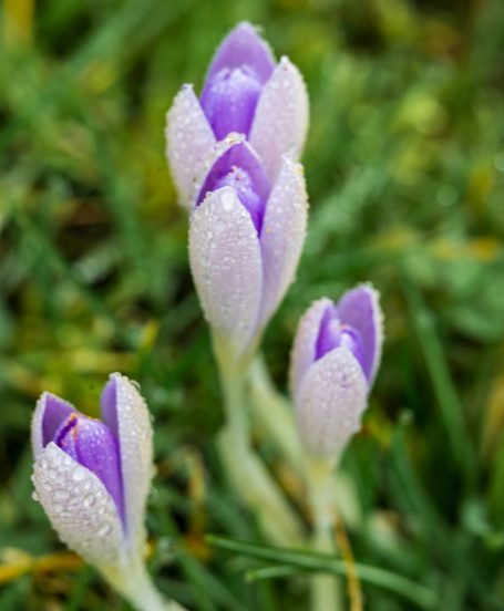 Drie paarse krokussen met dauwdruppels op bladeren in groene gras.